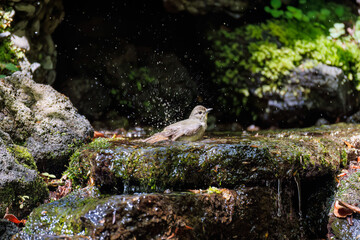 キビタキ, Narcissus Flycatcher, Ficedula narcissina, ヒタキ科
山梨県富士吉田市大洞の水場-2025
山中湖の別荘地内にある水場。
崖から美しい清水が湧くポイントで、古くから登山者が水を飲んだり、野鳥が水浴びをしたりする。
