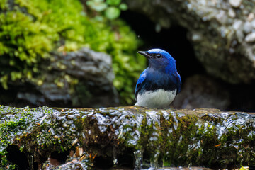 オオルリ, Blue-and-white Flycatcher, Cyanoptila cyanomelana, ヒタキ科,
山梨県富士吉田市大洞の水場-2025
山中湖の別荘地内にある水場。
崖から美しい清水が湧くポイントで、古くから登山者が水を飲んだり、野鳥が水浴びをしたりする。
