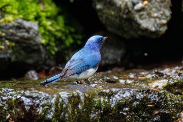 オオルリ, Blue-and-white Flycatcher, Cyanoptila cyanomelana, ヒタキ科,
山梨県富士吉田市大洞の水場-2025
山中湖の別荘地内にある水場。
崖から美しい清水が湧くポイントで、古くから登山者が水を飲んだり、野鳥が水浴びをしたりする。
