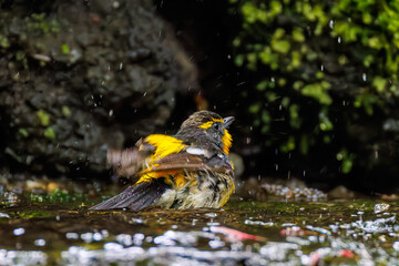 キビタキ, Narcissus Flycatcher, Ficedula narcissina, ヒタキ科
山梨県富士吉田市大洞の水場-2025
山中湖の別荘地内にある水場。
崖から美しい清水が湧くポイントで、古くから登山者が水を飲んだり、野鳥が水浴びをしたりする。
