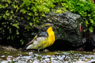 キビタキ, Narcissus Flycatcher, Ficedula narcissina, ヒタキ科
山梨県富士吉田市大洞の水場-2025
山中湖の別荘地内にある水場。
崖から美しい清水が湧くポイントで、古くから登山者が水を飲んだり、野鳥が水浴びをしたりする。
