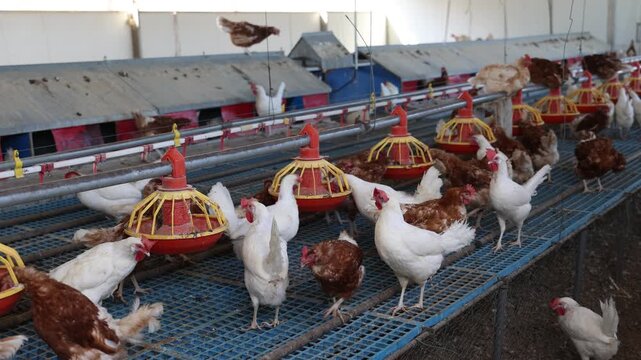 Modern chicken coop farm. Indoors chicken farm, chicken feeding. High quality 4k footage
