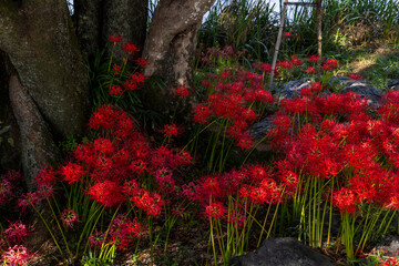 秋の公園で咲き誇る真紅の彼岸花と大木の風景