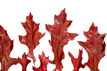 Red oak leaves png, collage element design