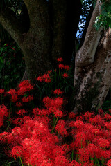 秋の公園で咲き誇る真紅の彼岸花と大木の風景