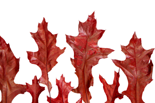 Red oak leaves png, collage element design - Powered by Adobe