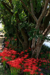 秋の公園で咲き誇る真紅の彼岸花と大木の風景
