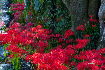 石畳の小道と木陰に広がる真紅の彼岸花の秋風景