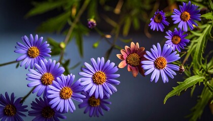 aster, dahlia flowers macro and creative texture