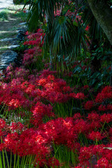 石畳の小道と木陰に広がる真紅の彼岸花の秋風景