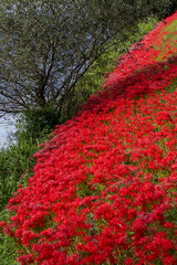 岐阜県津屋川の河川敷を真っ赤に染める彼岸花群生と川の風景

