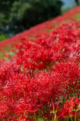 岐阜県津屋川の河川敷を真っ赤に染める彼岸花群生と川の風景

