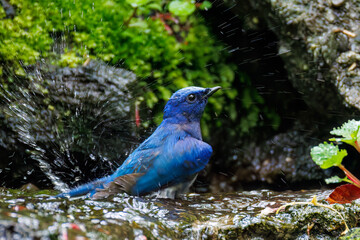 オオルリ, Blue-and-white Flycatcher (Cyanoptila cyanomelana), ヒタキ科,
山梨県富士吉田市大洞の水場-2025
山中湖の別荘地内にある水場。
崖から美しい清水が湧くポイントで、古くから登山者が水を飲んだり、野鳥が水浴びをしたりする。
