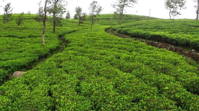 Flying  drone view over Ceylon green tea plantations 4K footage. Exotic countries traveling or tea cultivation agriculture concept. Lipton's seat, Haputale, Sri Lanka.