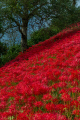 岐阜県津屋川の河川敷を真っ赤に染める彼岸花群生と川の風景

