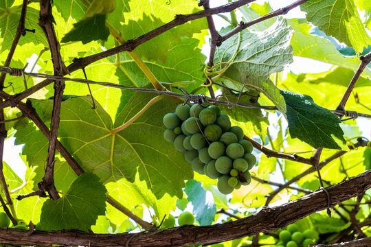 Bunches of young, unripe green grapes hang from a vine surrounded by lush leaves. This image captures a crucial early stage in viticulture, showing the fruit's development before ripening and harvest. - Powered by Adobe