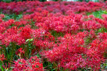 岐阜県津屋川の斜面を彩る真っ赤な彼岸花の群生・秋の花畑クローズアップ

