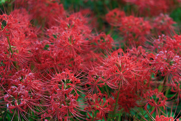 秋に咲き広がる真っ赤な彼岸花の群生と美しいボケ背景