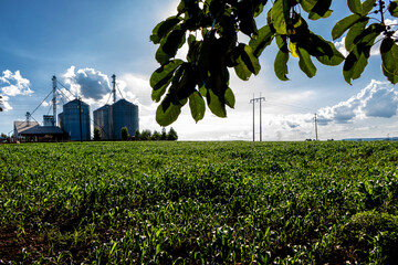 Dense cornfield stretches toward modern grain silos under a bright sky in Brazil, symbolizing efficient agribusiness, post-harvest technology and food security © AlfRibeiro