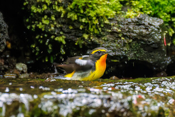 キビタキ, Narcissus Flycatcher, Ficedula narcissina, ヒタキ科
山梨県富士吉田市大洞の水場-2025
山中湖の別荘地内にある水場。
崖から美しい清水が湧くポイントで、古くから登山者が水を飲んだり、野鳥が水浴びをしたりする。
