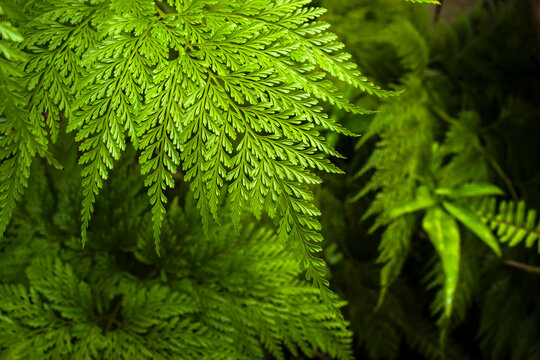 Detailed macro of a Rabbit Foot Fern, Davallia fejeensis,) frond in Brazil. The vibrant green, feathery leaves showcase an intricate, lace-like pattern, symbolizing nature's delicate beauty.