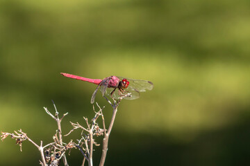 A vibrant red dragonfly (Sympetrum sanguineum) perched on a dry branch against a lush green background. Captures the beauty of Brazilian wildlife and insect-environment interaction.