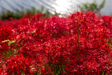 秋に咲き広がる真っ赤な彼岸花の群生と美しいボケ背景