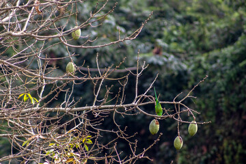 A silky parakeet (Brotogeris tirica) perched on the branches of a kapok tree (Chorisia speciosa), adorned with its characteristic green fruits, in a native forest area in Brazil