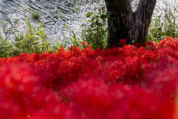 川沿いに咲き誇る赤い彼岸花の群生と秋の自然風景