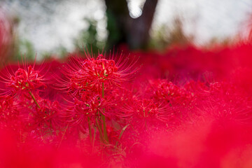 川辺の木陰に広がる真っ赤な彼岸花の群生と秋の風景