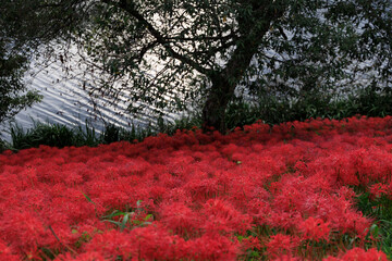 川辺の木陰に広がる真っ赤な彼岸花の群生と秋の風景