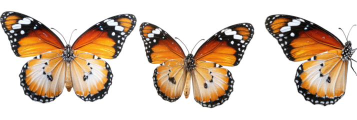 Three monarch butterflies on a black background