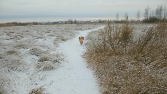 Playful ginger dog running away along a snowy trail through a desolate field with dry grass during a cold winter day, enjoying freedom and outdoor activity in a beautiful natural landscape