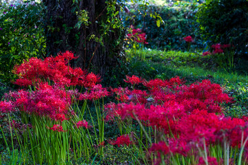 秋の公園で咲き誇る真紅の彼岸花と大木の風景