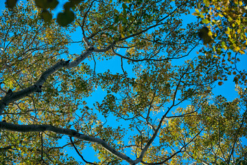 Bright branches under a clear blue sky in autumn