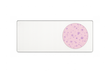 Microscope slide with stained cells for scientific research