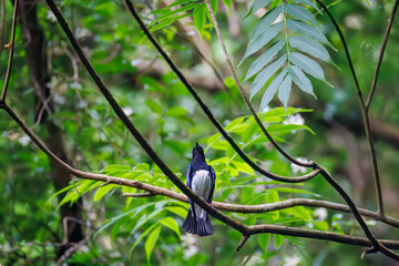 オオルリ, Blue-and-white Flycatcher, Cyanoptila cyanomelana, ヒタキ科,
森戸川林道逗子市神奈川県-2025