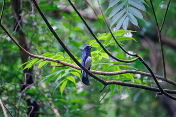 オオルリ, Blue-and-white Flycatcher, Cyanoptila cyanomelana, ヒタキ科,
森戸川林道逗子市神奈川県-2025
