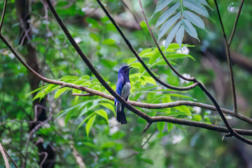 オオルリ, Blue-and-white Flycatcher, Cyanoptila cyanomelana, ヒタキ科,
森戸川林道逗子市神奈川県-2025