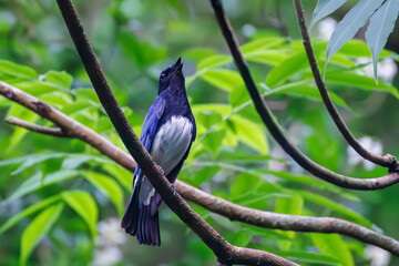 オオルリ, Blue-and-white Flycatcher, Cyanoptila cyanomelana, ヒタキ科,
森戸川林道逗子市神奈川県-2025