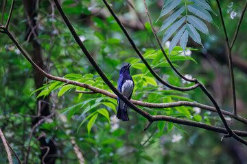オオルリ, Blue-and-white Flycatcher, Cyanoptila cyanomelana, ヒタキ科,
森戸川林道逗子市神奈川県-2025