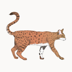 Savannah cat animal illustration vector