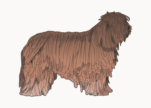 Briard dog animal illustration vector