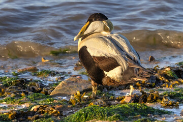 Common eider (Somateria mollissima), adult male in breeding plumage. Elbe River Estuary, Germany. Selective focus on bird's eye