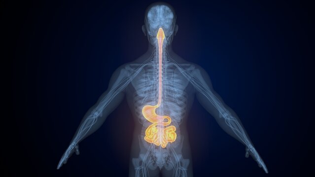 Male digestive system. 3d illustrations