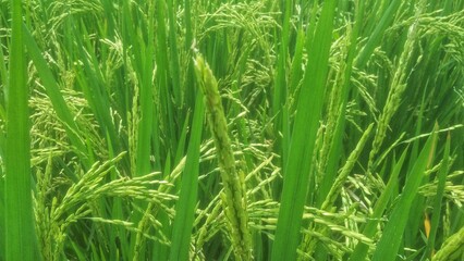 green rice field