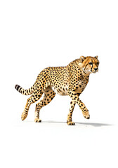 The World's Fastest Animal Sprinting