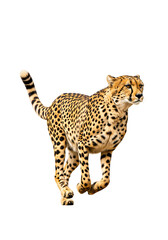 The World's Fastest Animal Sprinting