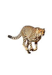 The World's Fastest Animal Sprinting