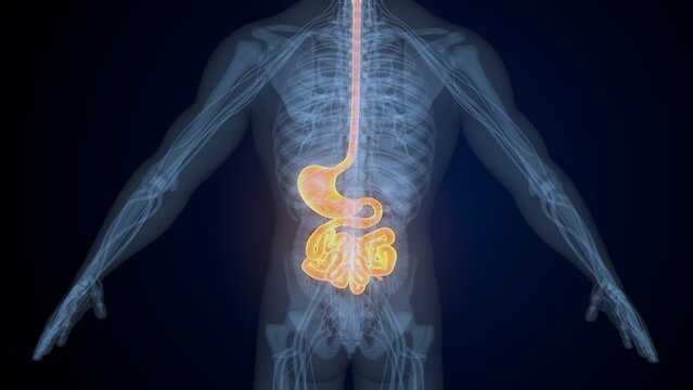 Male digestive system. 3d illustrations